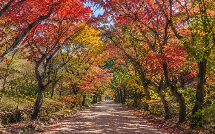 정읍 내장산 (AI 연출 이미지)